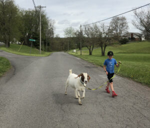 Arthurdale Heritage Goat Gallop goes virtual